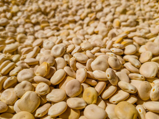 Lupins harvested and fresh out of their pods, dried in the sun. Ready to clean and select. Grown in Extremadura, Spain. Superfood of the Mediterranean diet.