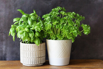 A basil  and a parsley plant in a white ceramic vase on an oak table top with a dark background