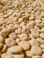 Lupins harvested and fresh out of their pods, dried in the sun. Ready to clean and select. Grown in Extremadura, Spain. Superfood of the Mediterranean diet.