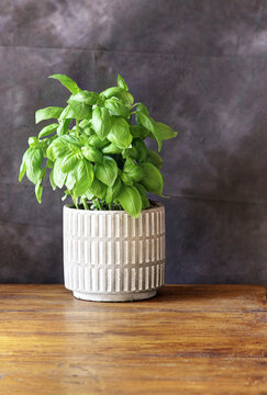A basil plant in a white ceramic vase on an oak table top with a dark background