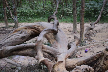 Curved root and stem of Sal tree