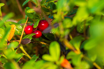 Cranberries, rose hips, autumn fruits waiting for harvest