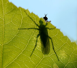 Insekt, versteckt hinter Blatt