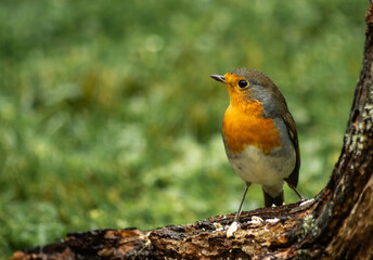 European Robin, Erithacus rubecula, bird, a shy visitor in the garden