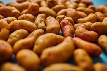 Olluco puesto encima de una mesa.  Tuberculo de los andes. fondo turquesa con olluco mostaza