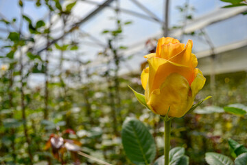 rosa amarilla en invernadero industrial 