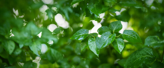 New fresh leaves on green spring background