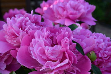 Beautiful pink peonies blooming in the garden. Peony flowers close-up.