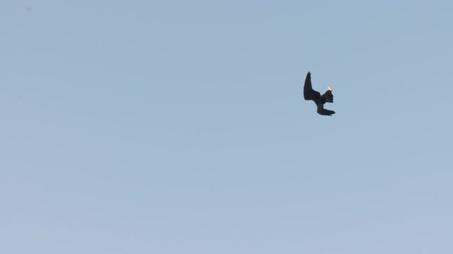 Thick-Billed Raven bird flying in sky, Ethiopia