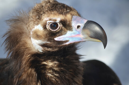 close up of a vulture