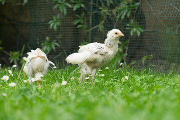 Two young fluffy Easter Baby Chickens walking on the grass in the garden