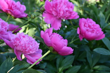 Beautiful pink peonies blooming in the garden. Peony flowers close-up.