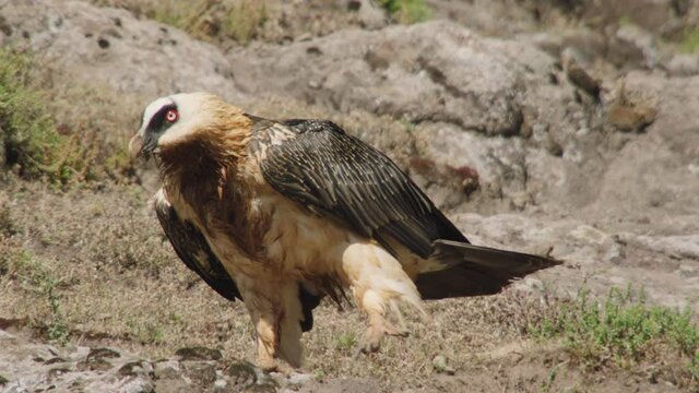 Bearded vulture walking around, Ethiopia