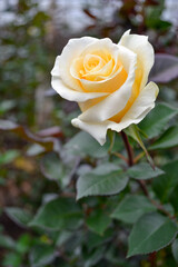 rosa blanca