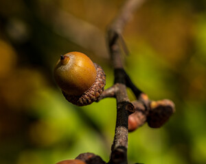 acorn on a branch