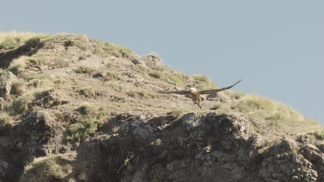 Bearded vulture flying off cliff, Ethiopia