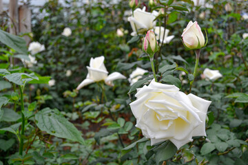 rosa blanca cultivada