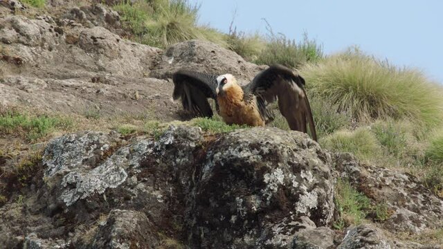 Bearded vulture flying off with bone in claws, Ethiopia