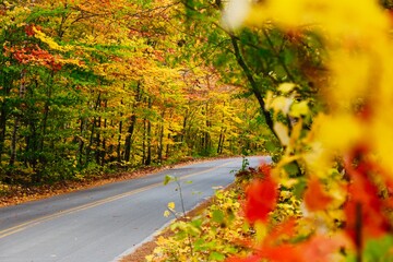 road in autumn forest