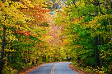 road in autumn forest