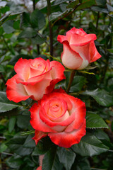 rosas blancas con rojo