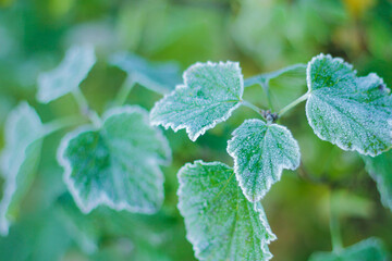 a currant branch in the garden was covered with frost. the first frosts in late autumn
