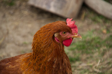 A Close Up of a Rooster