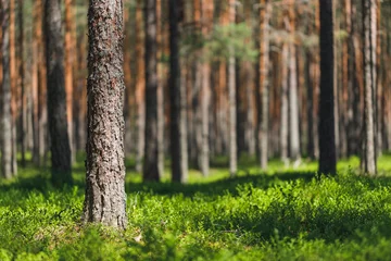 Raamstickers Background pine forest with green lush blueberry grass. Focus in foreground, blurred background. © Mikhail
