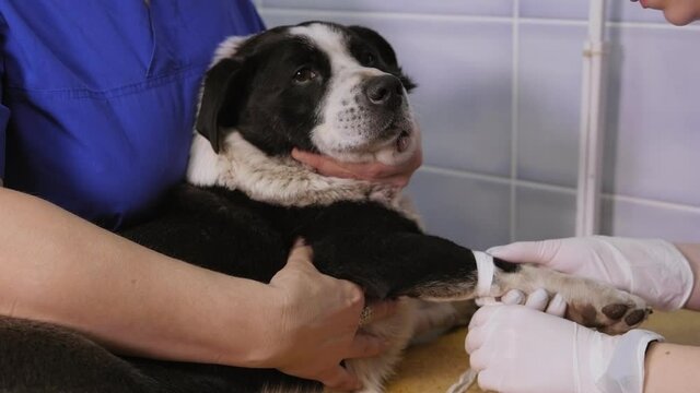 A veterinarian installs an intravenous catheter for a dog in a vet clinic. A sick dog is given injections in the hospital.