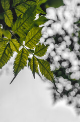 Green leaf with beautiful bokeh effect background