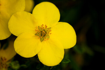 yellow flowers in the garden