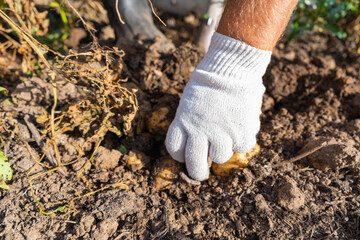 A gloved hand holds the fruit of the potato in his hand. The harvest of potatoes