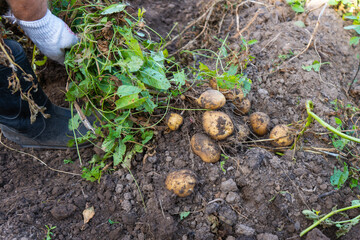 A gloved hand holds the fruit of the potato in his hand. The harvest of potatoes