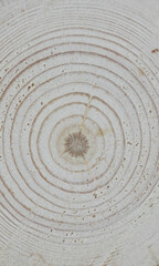 Fototapeta premium Wooden oak tree cut surface. Detailed warm dark brown and orange tones of a felled tree trunk or stump. Rough organic texture of tree rings with close up of end grain