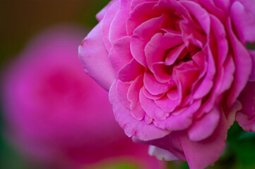 You can see in the foreground a beautiful pink rose blooming