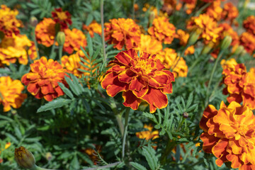 Marigold flowers in the garden on a Sunny day