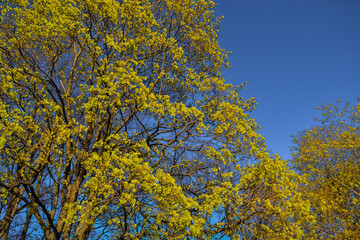 Fototapeta premium graceful thin spring trees with golden yellow foliage in sun light on blue sky background