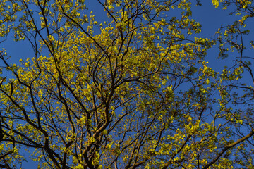 graceful thin spring trees with yellow golden green foliage in sun light on blue sky background
