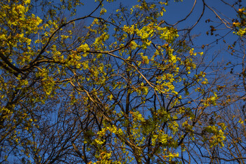 graceful thin spring trees with yellow golden foliage leaves in sun light on blue sky background