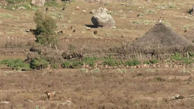 Ethiopian wolf walking off in distance, Ethiopia
