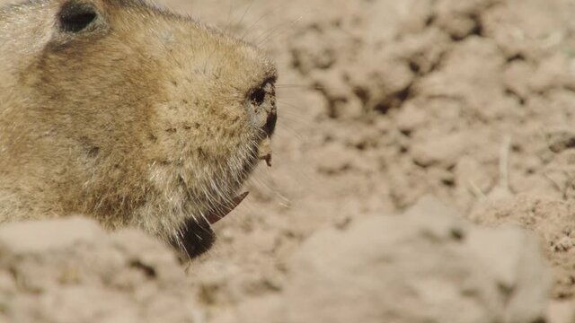 Big-headed African mole rat poking head out, Ethiopia