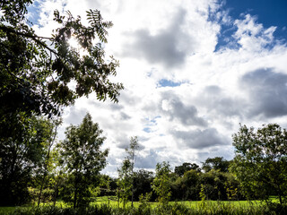 Obraz premium trees and clouds