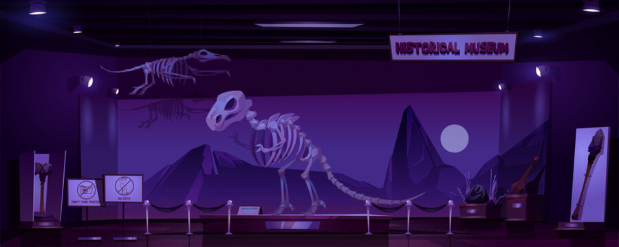 Historical museum with dinosaur skeleton and archeological exhibits at night. Vector cartoon interior of empty dark room of exhibition with prehistoric animals and primitive tools of caveman