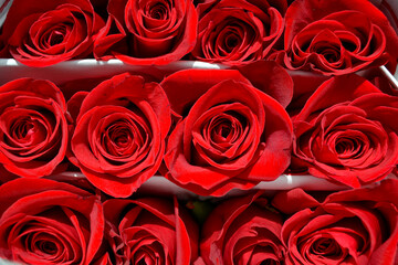 rosas rojas en empaque