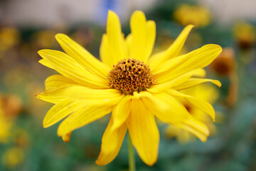 Yellow flowers of Echinacea blurred bokeh background