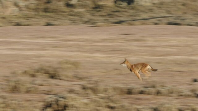 Ethiopian wolf running in wild, Ethiopia