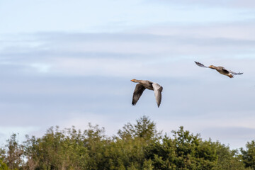 Greylag Geese (Anser anser) flying over a recently harvested wheat field