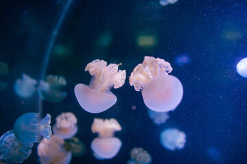 Slow-moving flock of colourful  jellyfish on dark blue background.