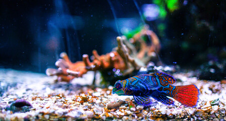 colorful  fish in the aquarium