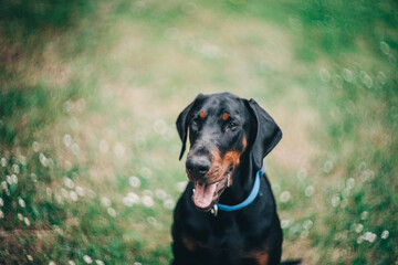 Black Doberman with blue collar on green meadow in sunny day. Pet enjoying Summer.